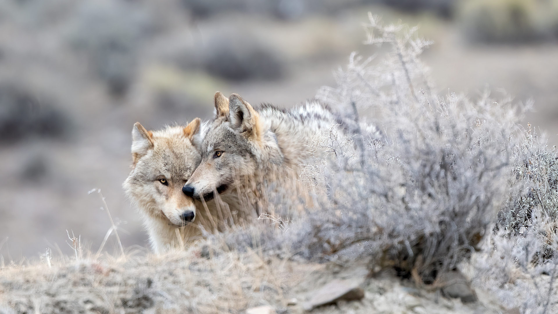 Partners in the wild